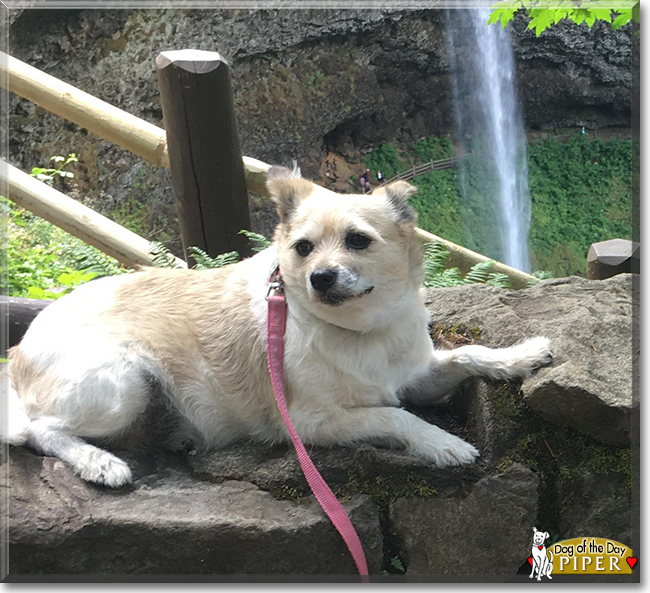 Piper the Jack Russell, Rat Terrier mix, the Dog of the Day