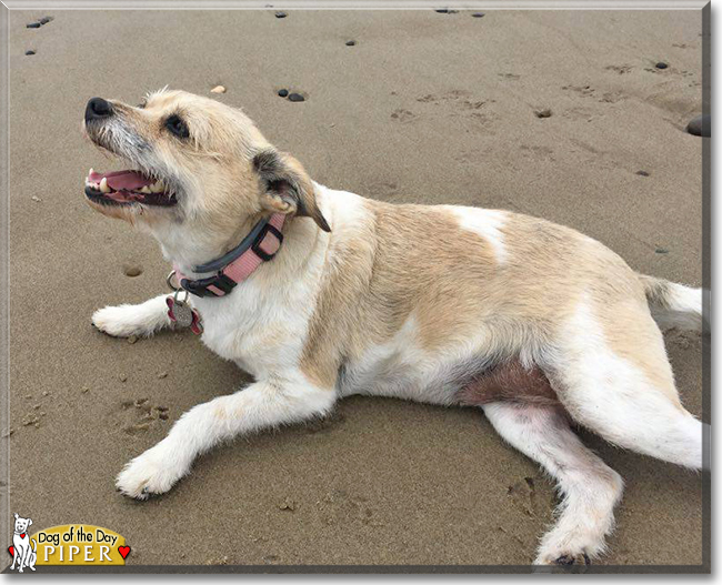 Piper the Jack Russell, Rat Terrier mix, the Dog of the Day