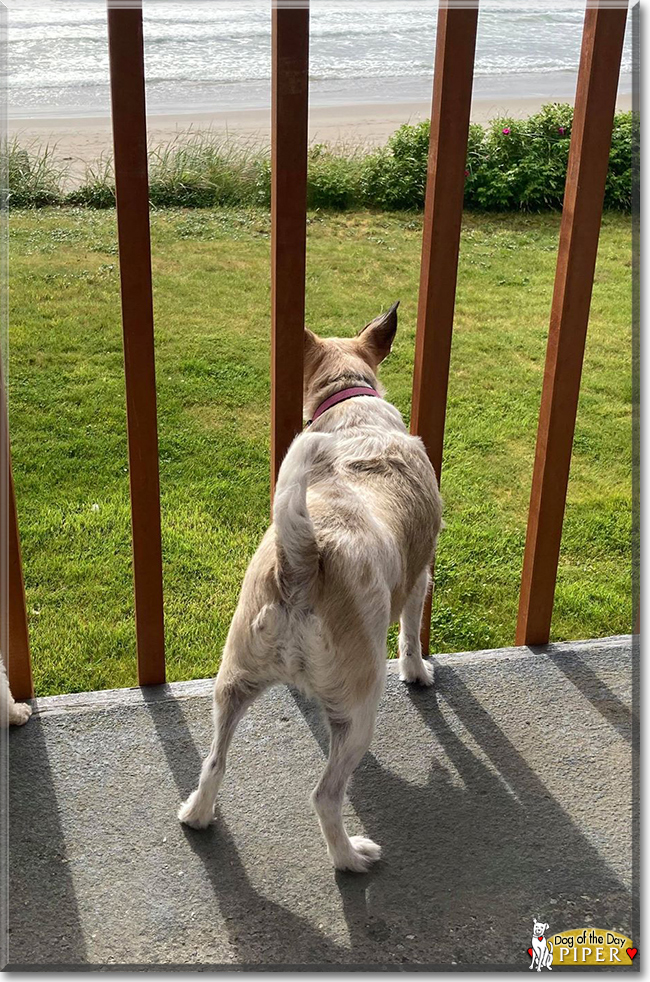 Piper the Jack Russell, Rat Terrier mix, the Dog of the Day