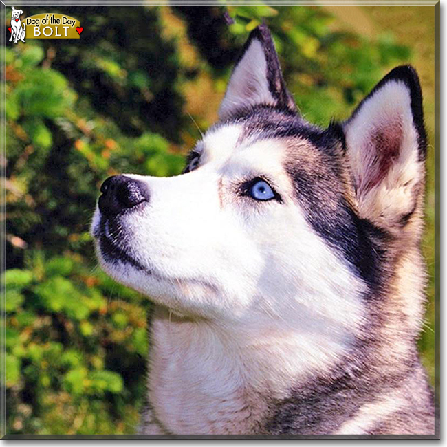 Bolt the Siberian Husky, the Dog of the Day