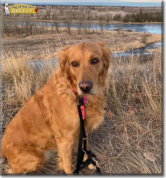 Breesy the Golden Retriever, the Dog of the Day