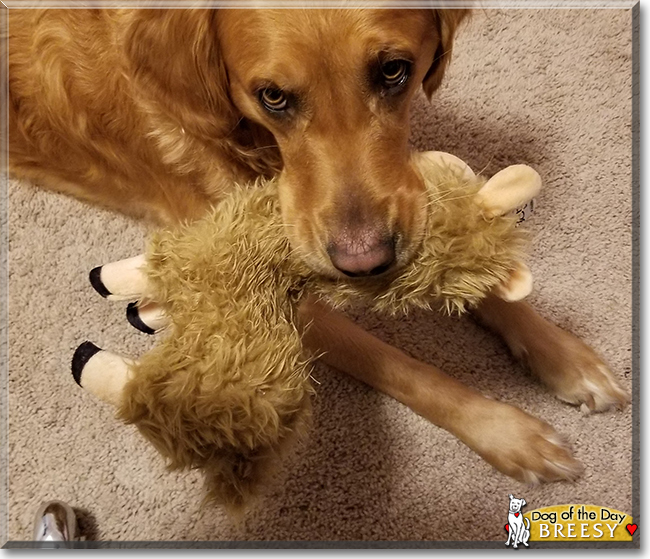 Breesy the Golden Retriever, the Dog of the Day