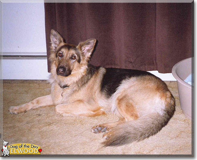 Elwood the German Shepherd Dog, the Dog of the Day