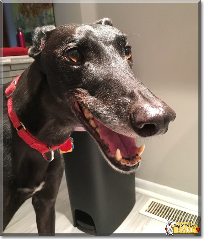 Earl the Greyhound, the Dog of the Day