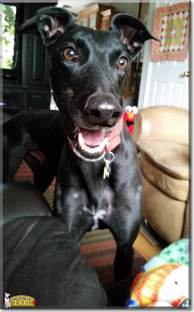 Earl the Greyhound, the Dog of the Day