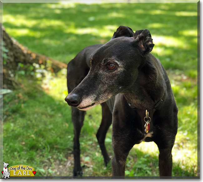 Earl the Greyhound, the Dog of the Day