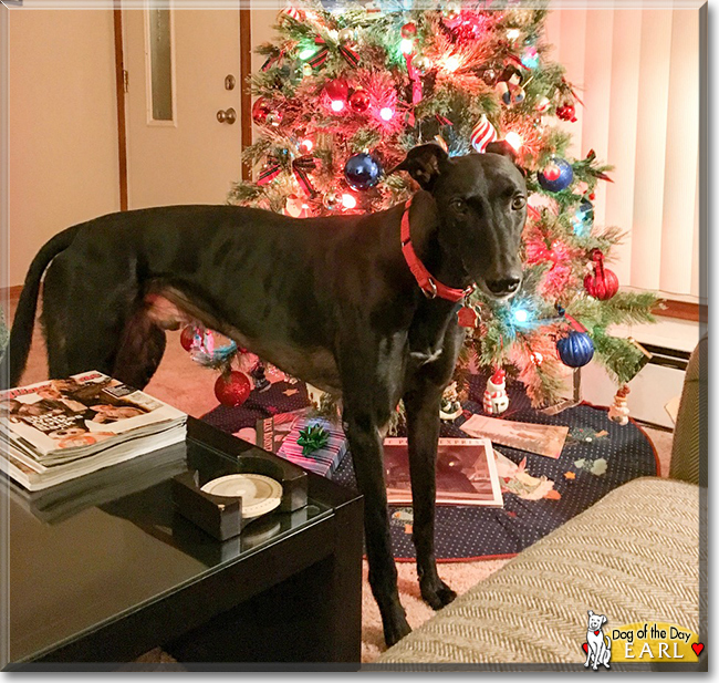 Earl the Greyhound, the Dog of the Day