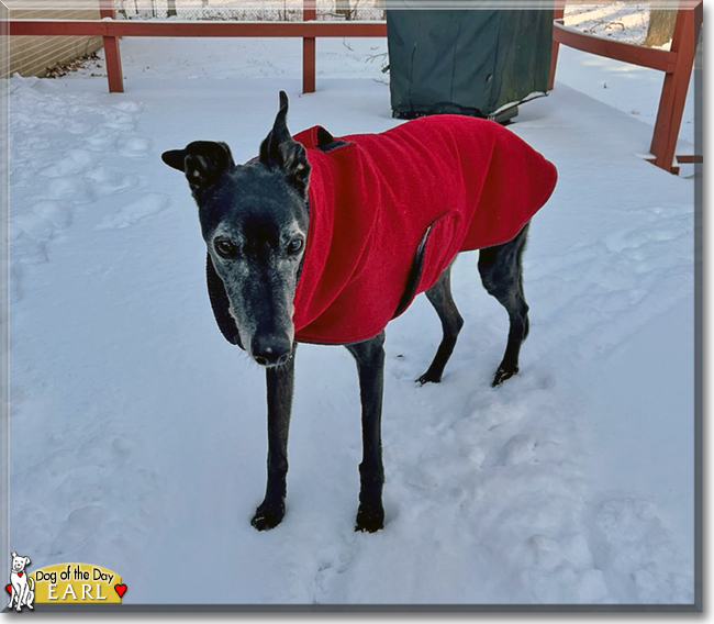 Earl the Greyhound, the Dog of the Day