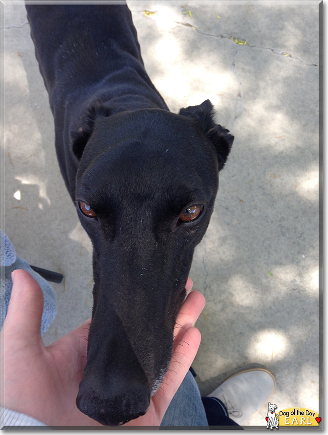 Earl the Greyhound, the Dog of the Day