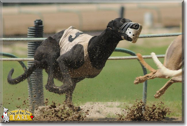 Earl the Greyhound, the Dog of the Day