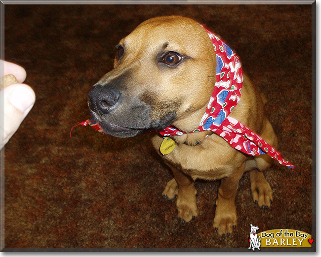 Barley the Shar-Pei, German Shepherd mix, the Dog of the Day