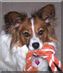 Bella the Papillon, Kooikerhondje mix