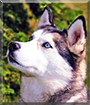 Bolt the Siberian Husky