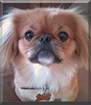 Cooper the Pekingese, Pomeranian mix