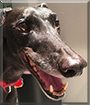 Earl the Greyhound