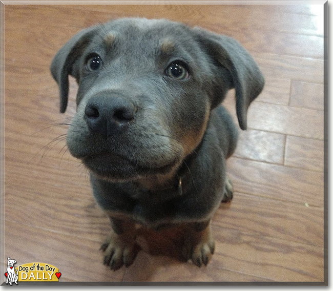 Dallas the Labrador, Rottweiler, Catahoula mix, the Dog of the Day
