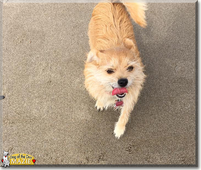Mazie the Cairn Terrier, Corgi mix, the Dog of the Day
