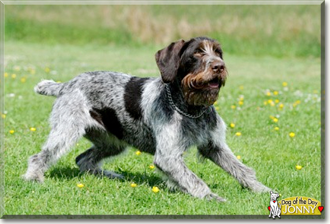 Jonny the German Wire-haired Pointer, the Dog of the Day