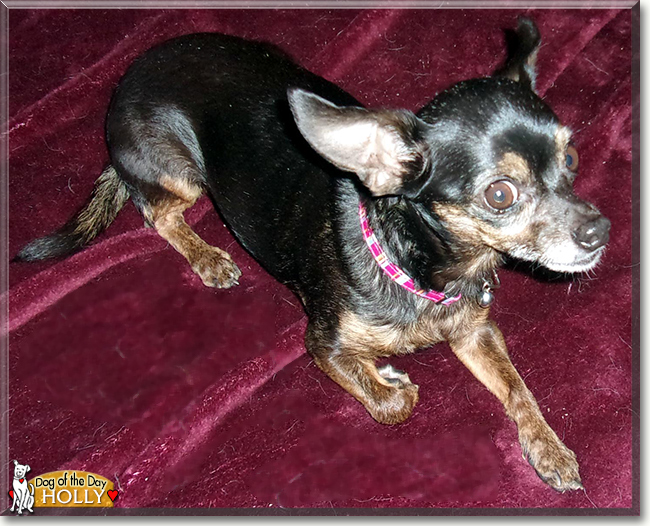 Holly the Chihuahua, the Dog of the Day