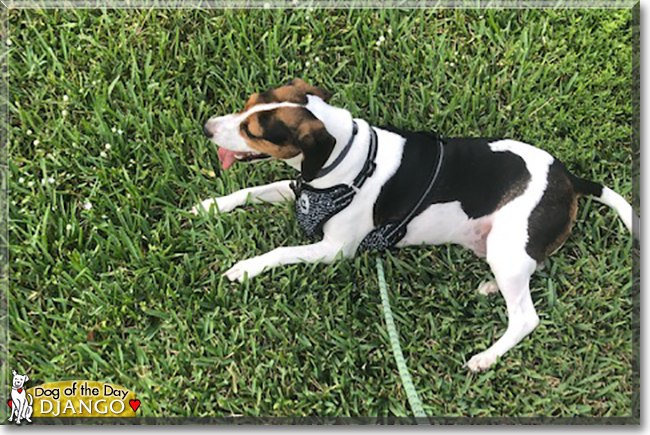 Django the Beagle mix, the Dog of the Day