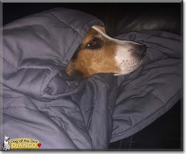 Django the Beagle mix, the Dog of the Day