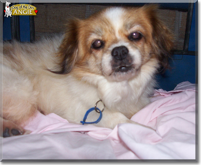 Angie the Tibetan Spaniel, the Dog of the Day