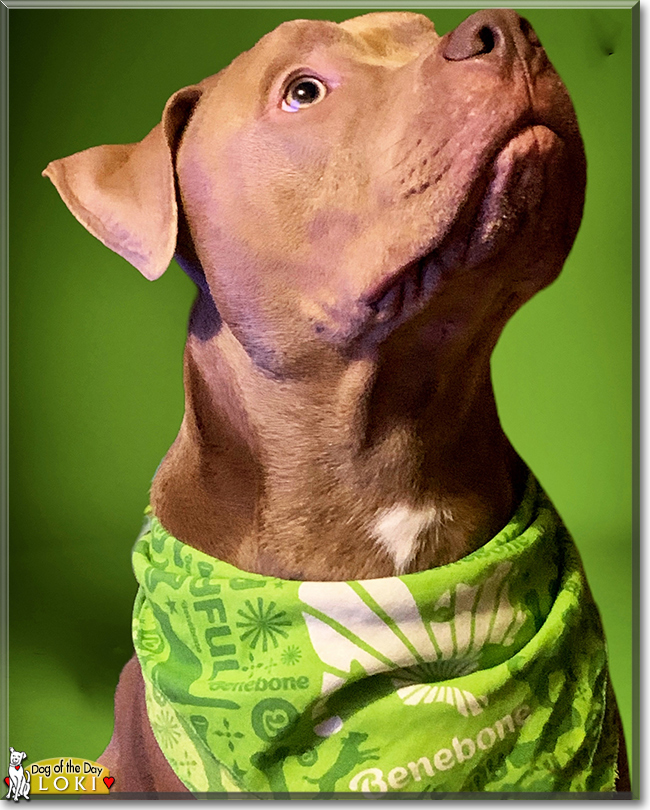 Loki the Pitbull, Rottweiler Mix, the Dog of the Day