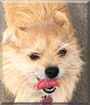 Mazie the Cairn Terrier, Corgi mix