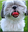 Tobie the Shih Tzu