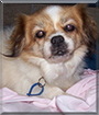 Angie the Tibetan Spaniel