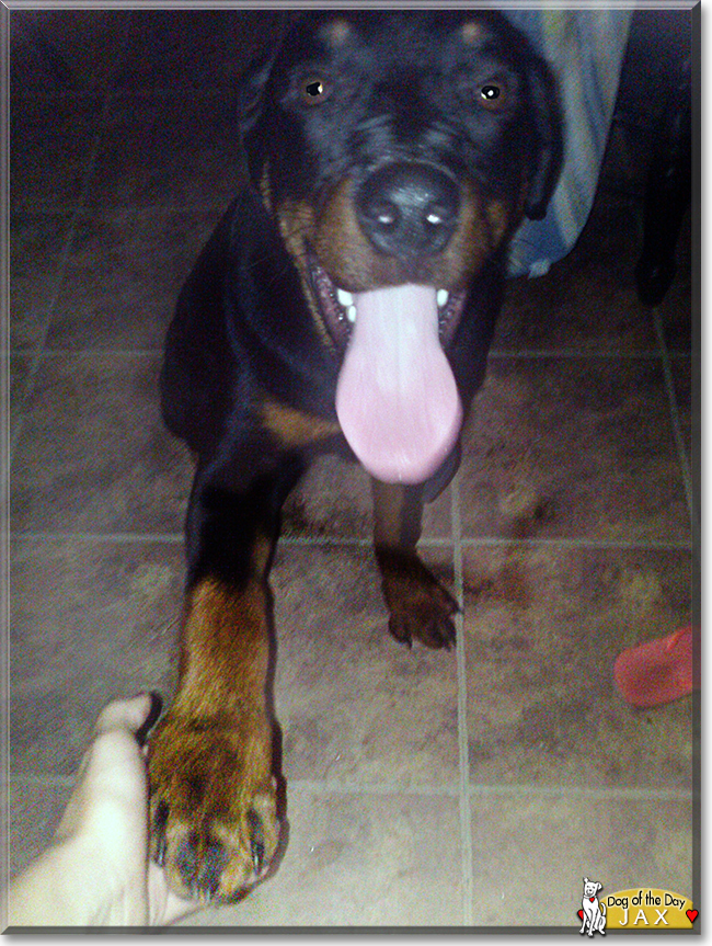 Jax the Rottweiler, the Dog of the Day