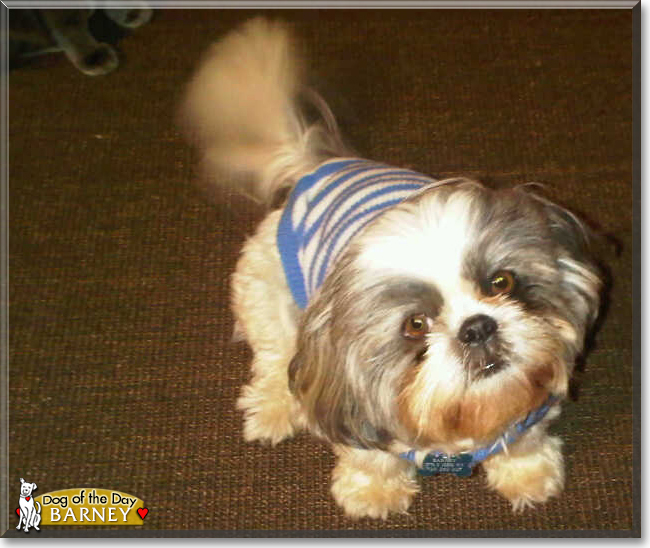 Barney the Shih-Tzu, the Dog of the Day