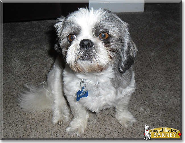 Barney the Shih-Tzu, the Dog of the Day