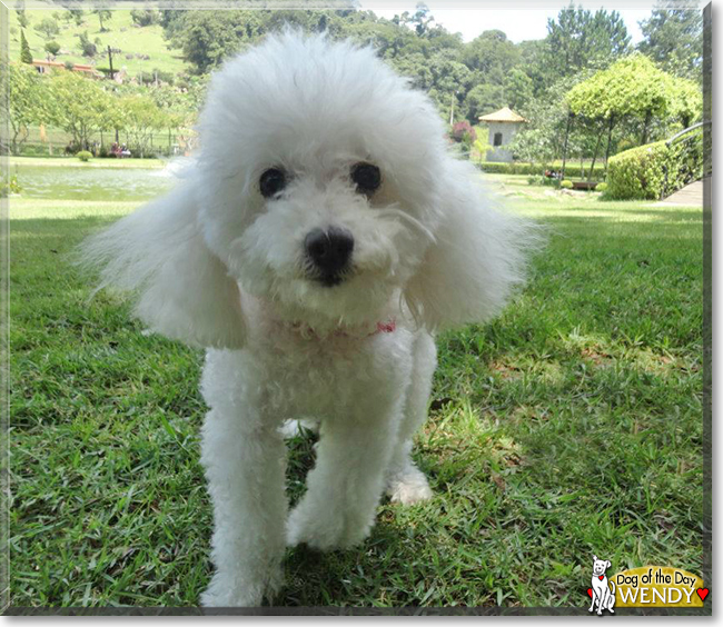 Wendy the Miniature Poodle, the Dog of the Day