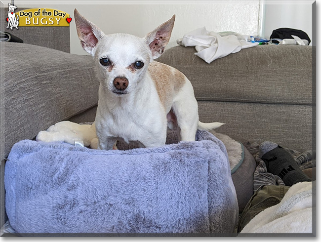 Bugsy the Chihuahua, the Dog of the Day