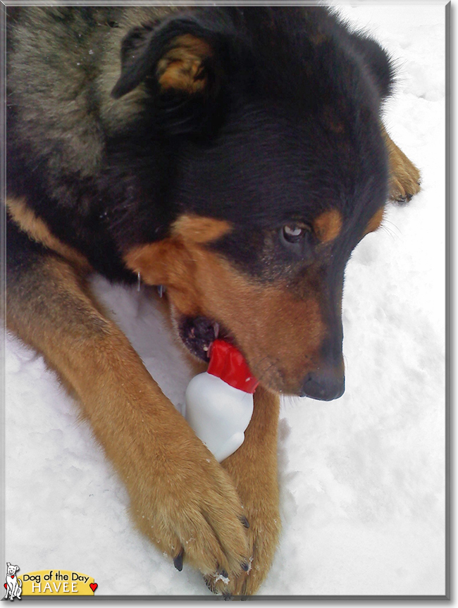 Havee Bear the German Shepherd, Rottweiler mix, the Dog of the Day