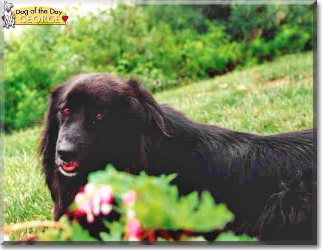 George the Retriever mix, the Dog of the Day