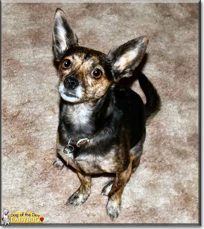 Ladybug the Chihuahua, Italian Greyhound mix, the Dog of the Day