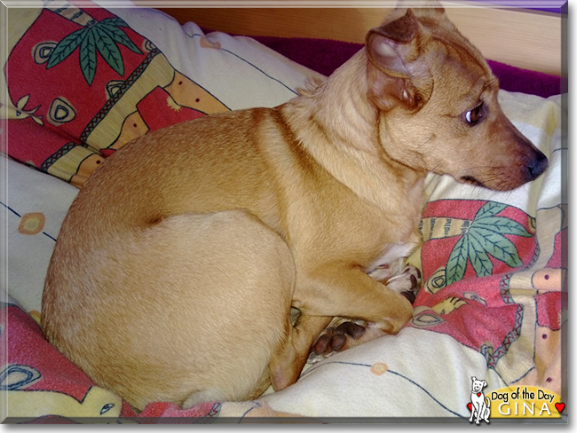 Gina the Pinscher mix, the Dog of the Day