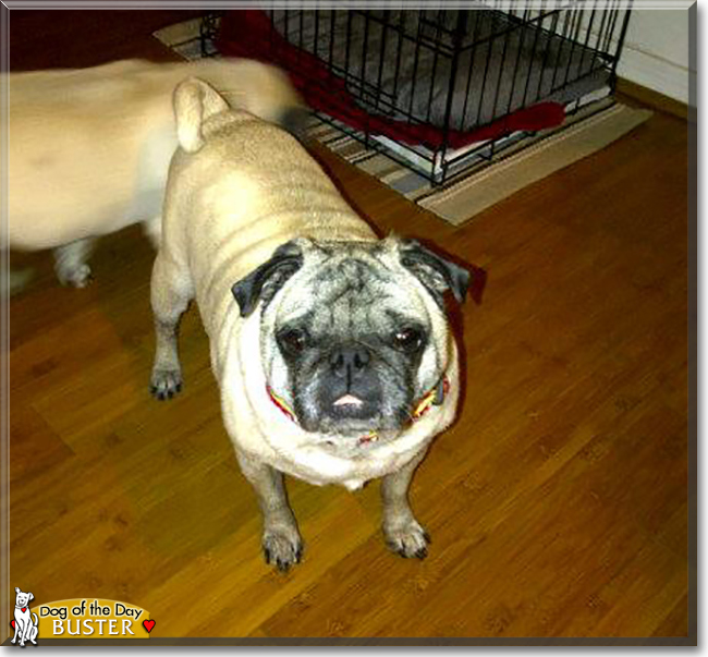 Buster the Pug, the Dog of the Day