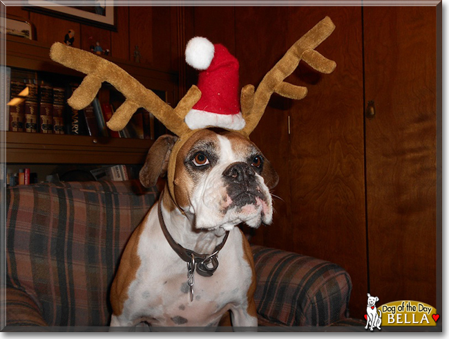 Bella the Boxer, the Dog of the Day