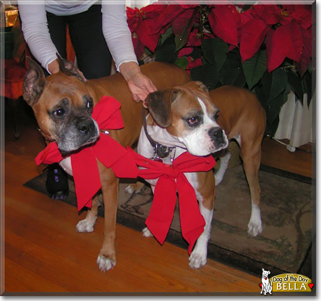 Bella the Boxer, the Dog of the Day