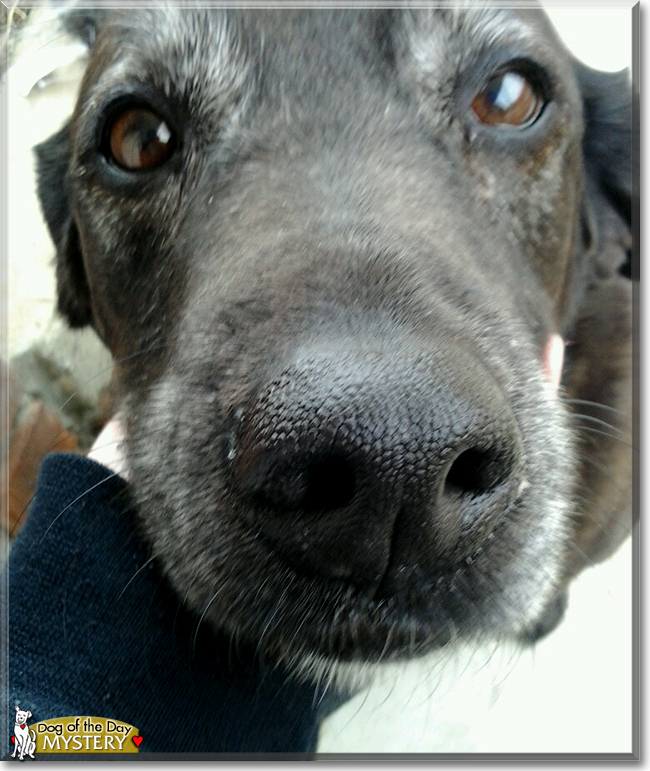 Mystery the Labrador Retriever, the Dog of the Day