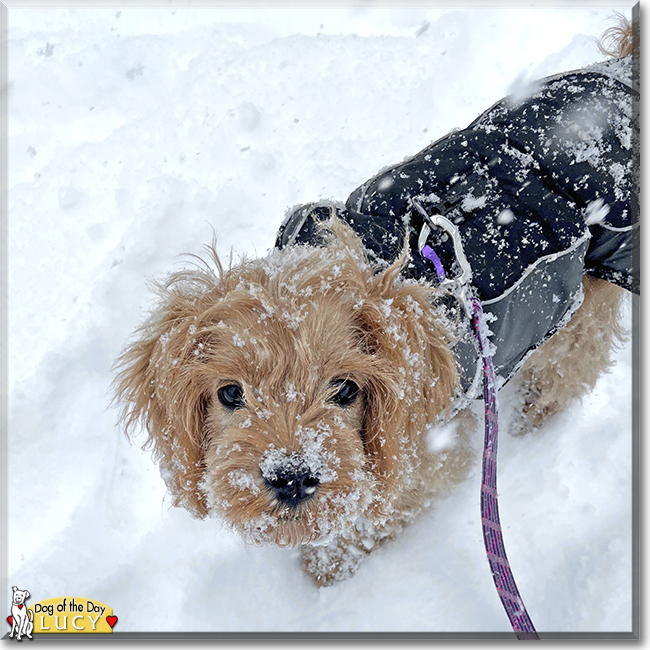 Lucy the Cocker Spaniel, Poodle mix, the Dog of the Day