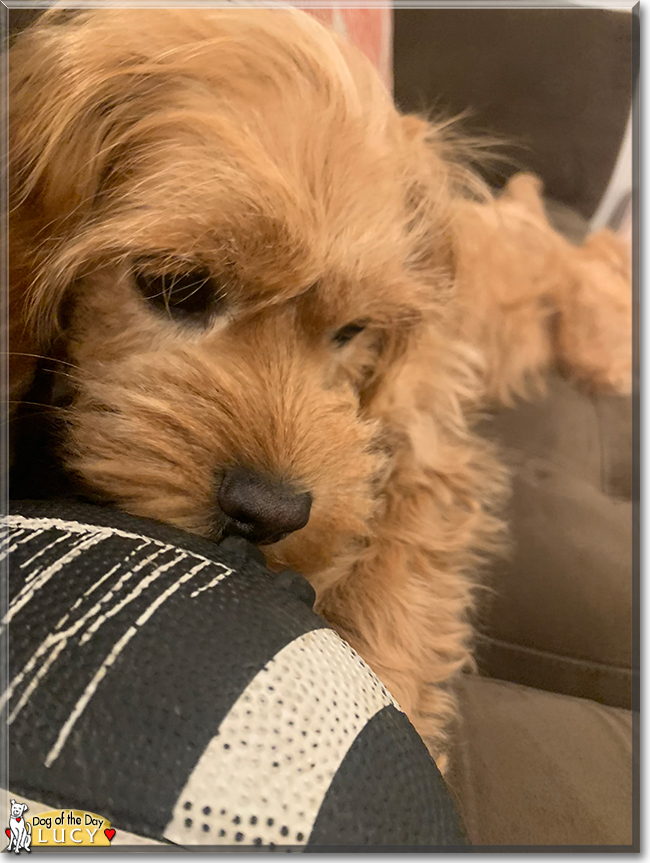 Lucy the Cocker Spaniel, Poodle mix, the Dog of the Day