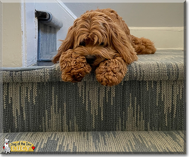 Lucy the Cocker Spaniel, Poodle mix, the Dog of the Day