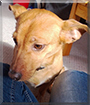 Gina the Pinscher mix