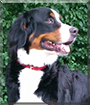 Sunny the Bernese Mountain Dog