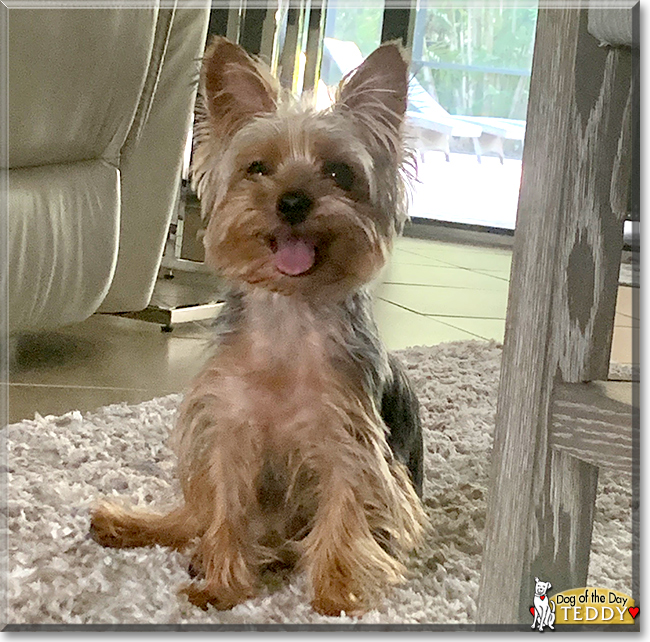 Teddy the Yorkshire Terrier, the Dog of the Day