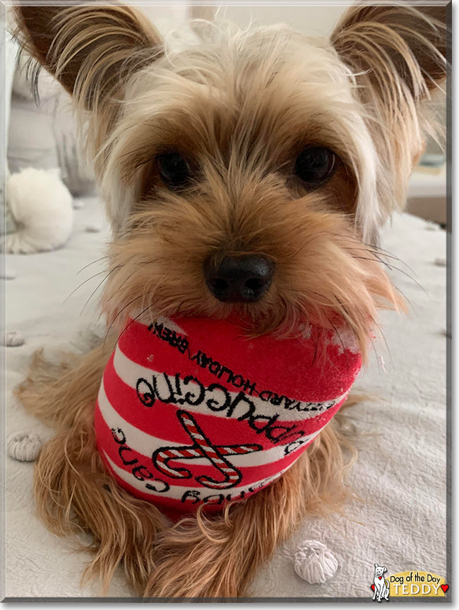 Teddy the Yorkshire Terrier, the Dog of the Day